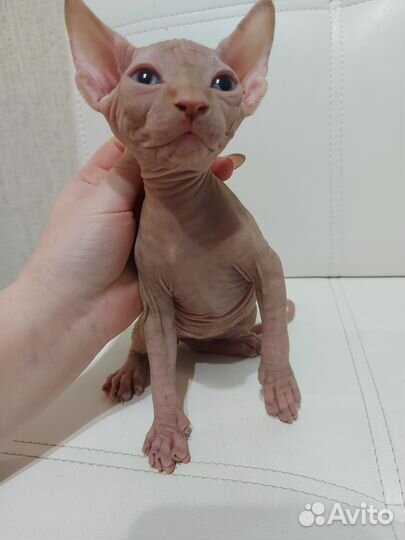 Канадский сфинкс