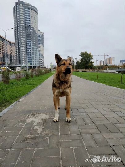 Найдена собака