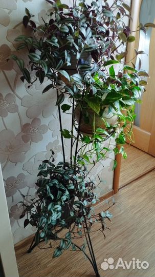 Комнатные цветы