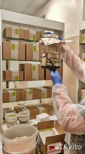 Пиявки медицинские