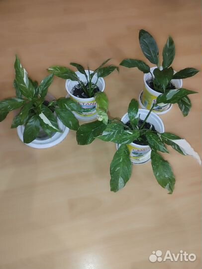 Спатифиллум