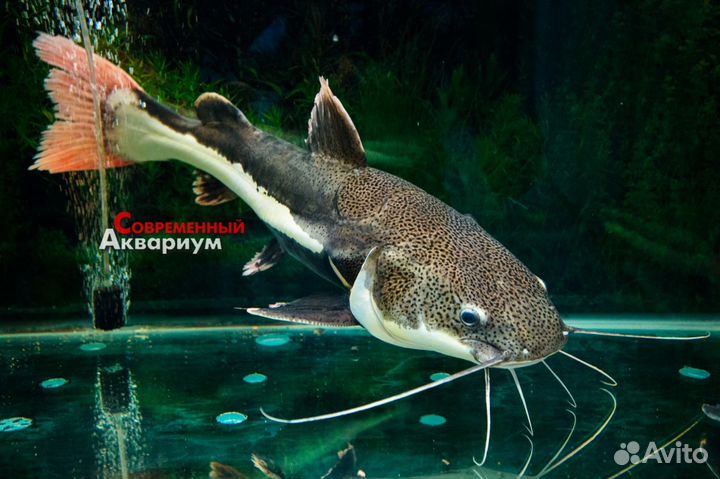 Сомики разные. Аквариумные рыбки