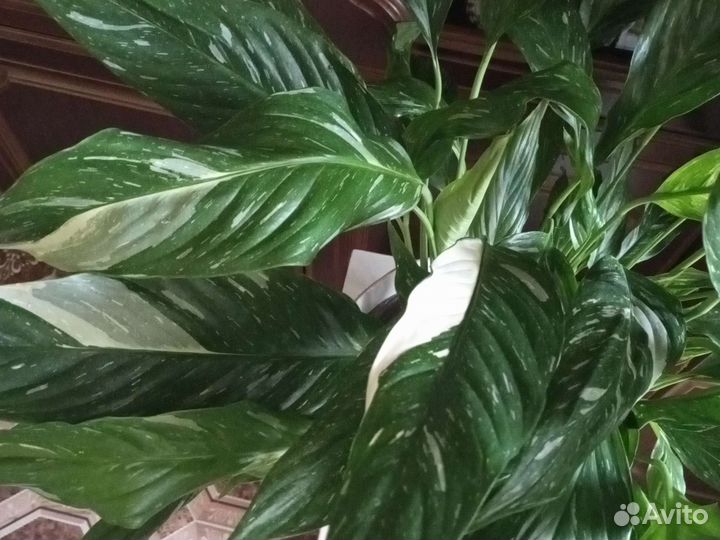 Гранат, диффенбахии,маранта,бегония