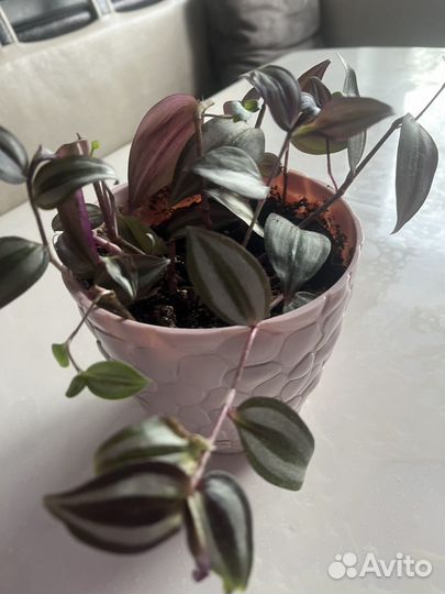 Традесканция зебрина