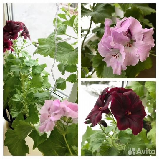 Королевская пеларгония