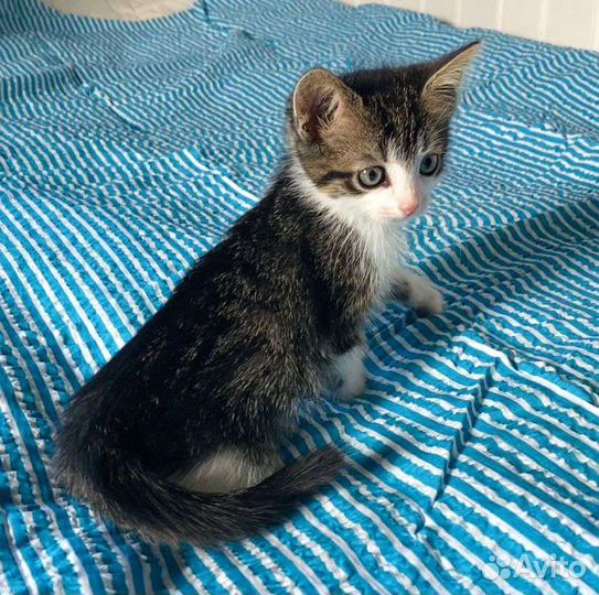 Котёнок с пятнышком в добрые руки