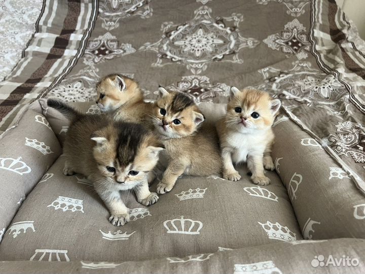 Котята бронь