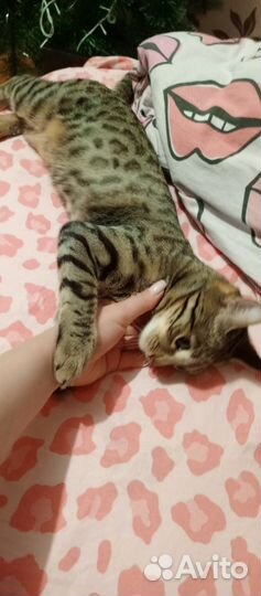 Ищем жениха