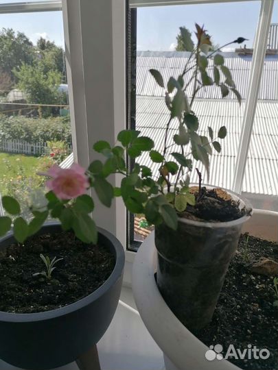 Почвопокровные розы