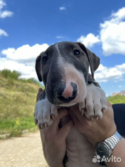 Девочка бультерьер стандарт