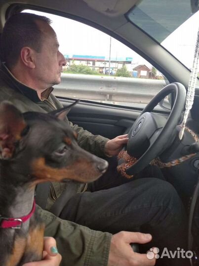 Вязка Русский той-терьер