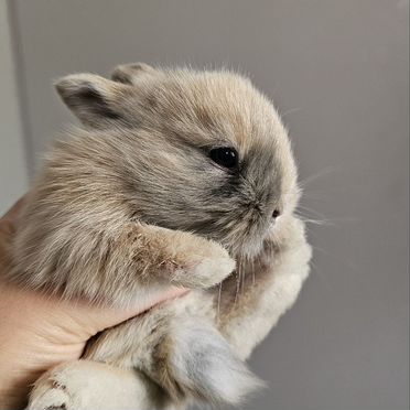 Декоративные карликовые кролики