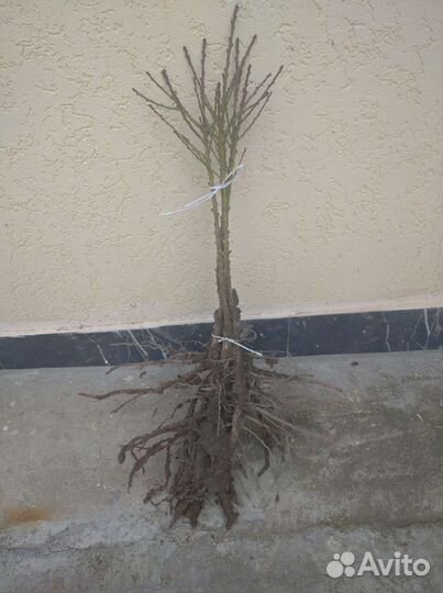 Колоновидный персик,груша,яблоня