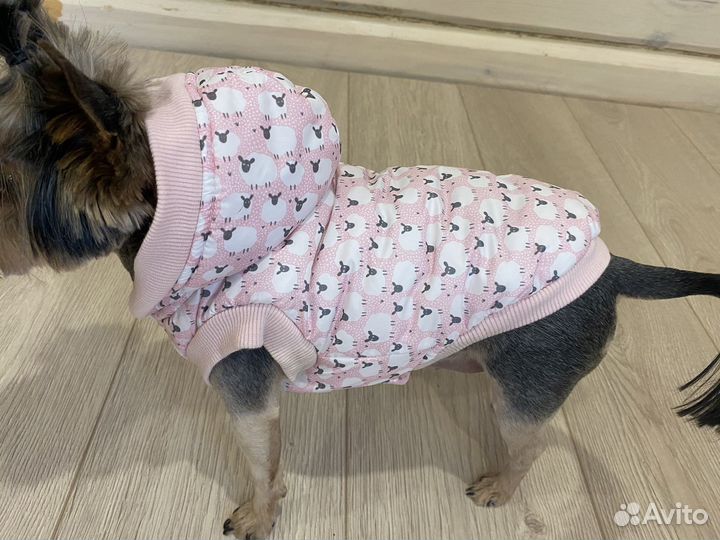 Одежда для собак