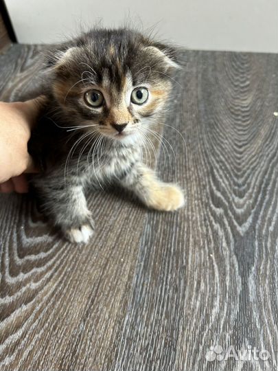 Котята отдам даром