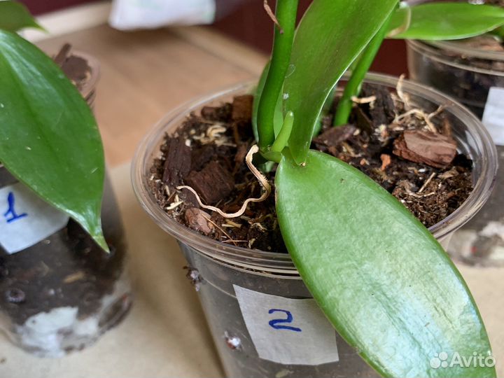 Орхидея Ванила и микросорум