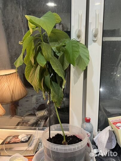 Авокадо дерево