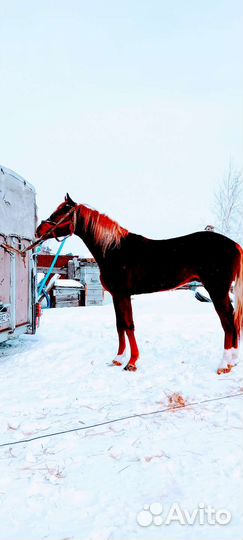 Жеребец русский рысак