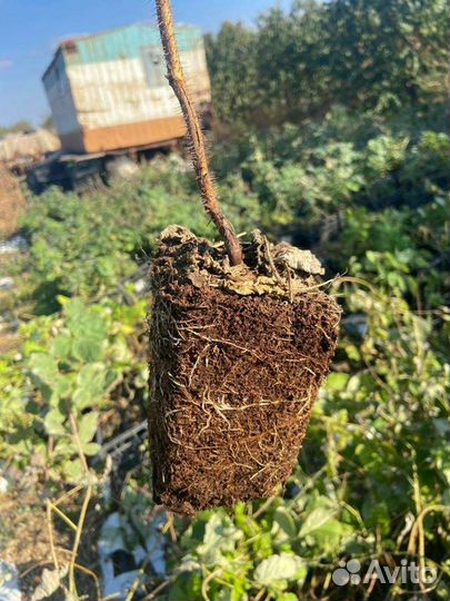 Саженцы малины разных сортов