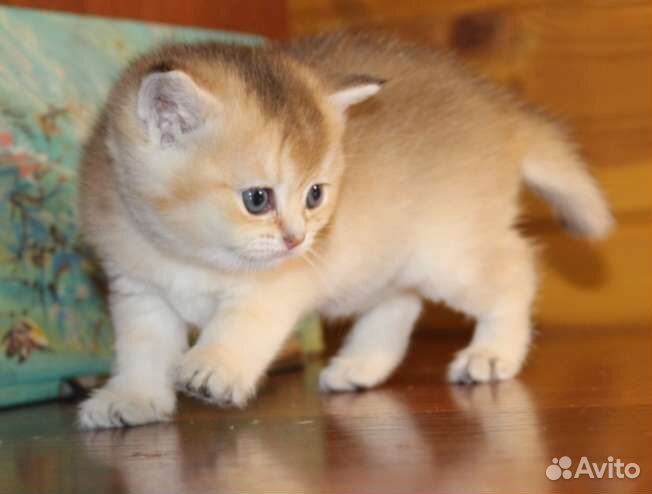 Золотая шиншилла