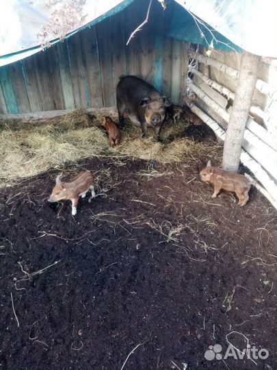 Свинья с поросятами