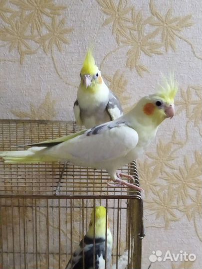 Птенцы кореллы