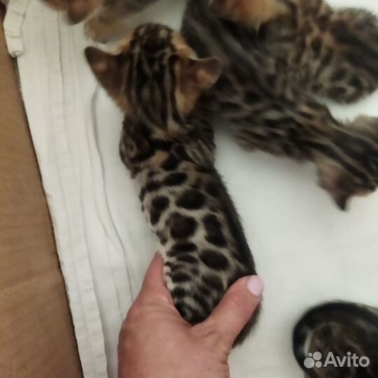 Бенгальские котята