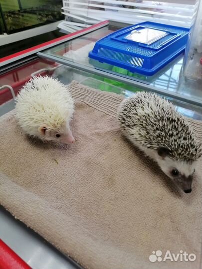 Морская свинка