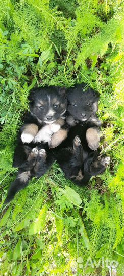 Щенки маленькой собачки