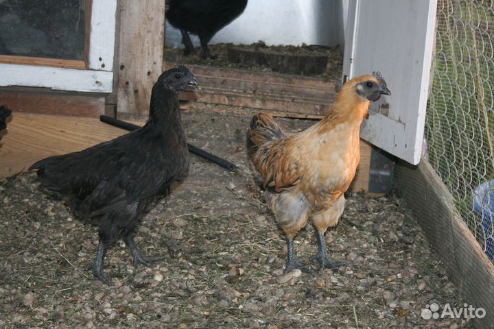 Яйцо домашнее, Свежее.Яйцо на инкубацию