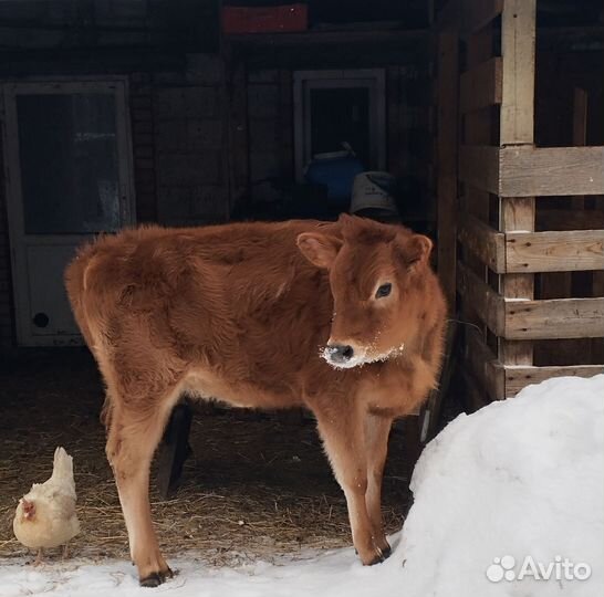 Телочка джерсейской породы