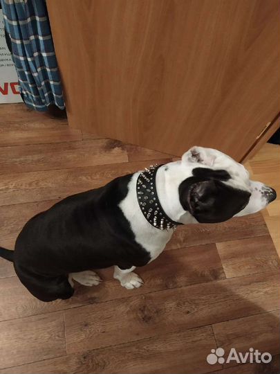 Щенки стаффорда