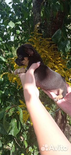 Чихуахуа малышня