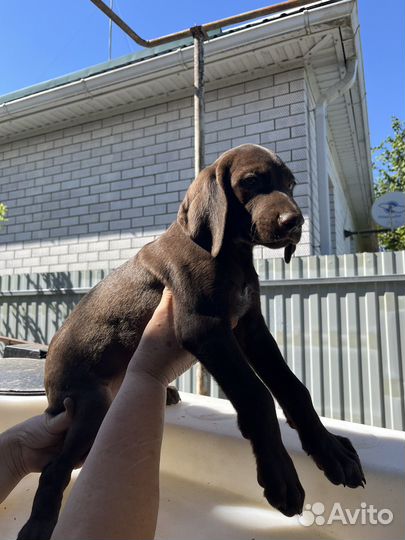 Щенки курцхаара