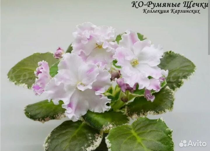 Бронь для Татьяны. Фиалка Румяные щечки