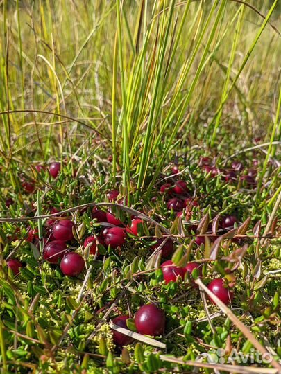 Клюква свежая