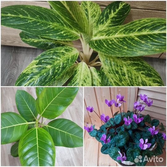 Король Сиама/Бенгальский тигр/Цикламен евр