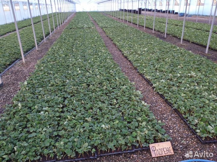 Саженцы клубники, Фриго Предзаказ 2023