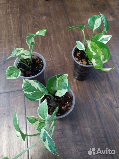 Сингониумы