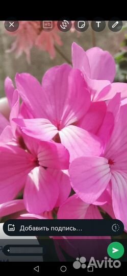 Пеларгонии сортовые