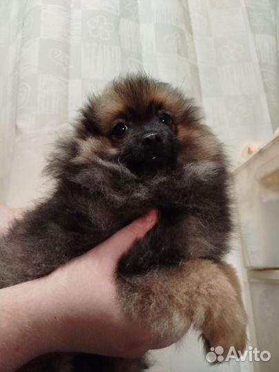 Щенки шпица