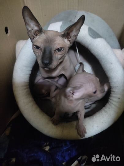 Кошка