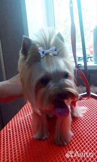 Стрижка собак и кошек (груминг)