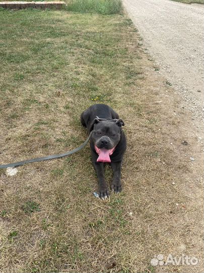 Вязка коне корсе