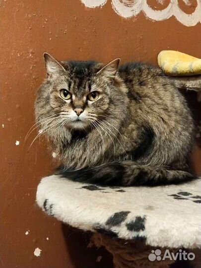 Сибирская домашняя кошка