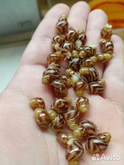 Ахатина ретикулята (улитка)