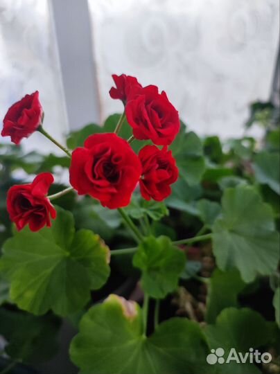 Герань пеларгония