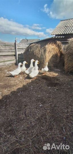 Утка бройлерная