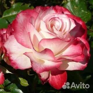 Саженцы розы Юбилей Принца Монако