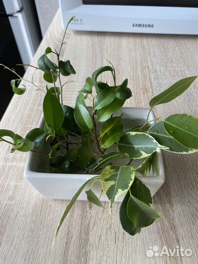 Сортовые фикусы